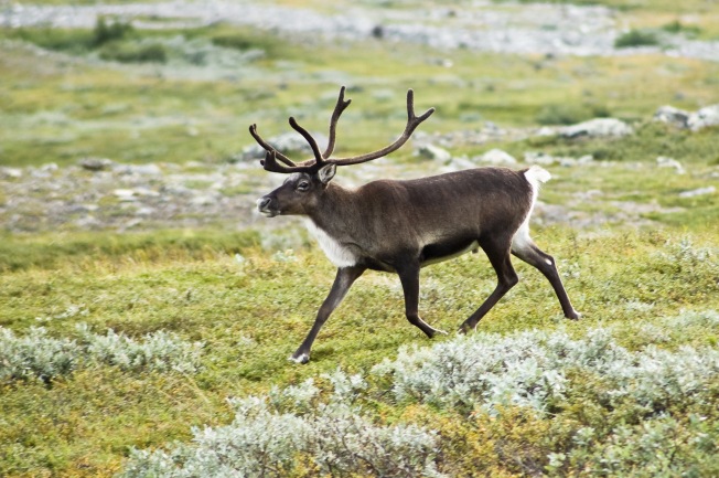 Tundra con renna (Fonte: http://en.wikipedia.org/wiki/File:20070818-0001-strolling_reindeer.jpg)