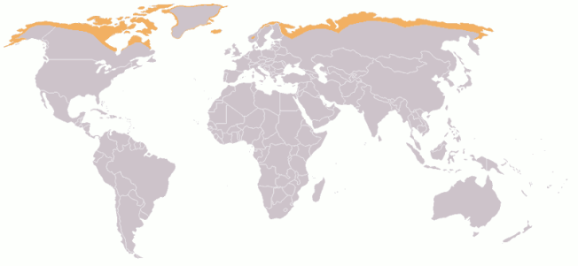 Mappa della tundra:  ecozona tipica delle regioni Artiche del Nord America e dell’Eurasia (Fonte: http://arcticstudies.pbworks.com/w/page/13623330/Tundra)